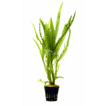 AQUAFLORA - APONOGETON CRISPUS